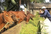 Dự án nuôi bò giúp nông dân thoát nghèo