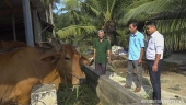 Mô hình nuôi bò sinh sản của ông Phạm Văn Năm