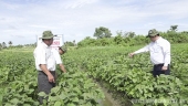 Khảo sát, đánh giá mô hình trồng cây đậu nành rau tại ấp Thạnh Phú, xã Đồng Thạnh