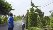 Ông Trương Văn Ba - ấp Bình Trinh, xã Đồng Sơn chăm sóc hàng rào cây xanh