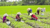Xã Bình Tân: Nông dân trồng rau màu phấn khởi được mùa được giá