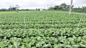 Hộ dân trồng củ cải trắng dọc theo kênh 14, nông dân 2 ấp Ninh Quới, Phú Trung