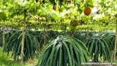 Huyện Gò Công Tây: Người dân nhạy bén với mô hình trồng cây gấc trong vườn thanh long cho thu nhập ổn định