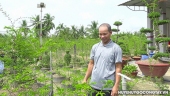 Huyện Gò Công Tây: Gương nông dân sản xuất giỏi với nghề trồng cây mai nu chiếu thủy