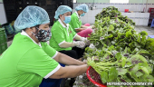 Công nhân làm việc tại Hợp tác xã Nông nghiệp thương mại dịch vụ Phú Quới, xã Yên Luông