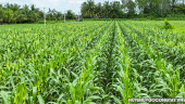 Xã Đồng Thạnh chuyển đổi sang nhiều diện tích trồng bắp cho hiệu quả kinh tế cao.