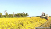 Huyện Gò Công Tây: Nông dân bắt đầu tập trung thu hoạch lúa vụ Đông Xuân năm 2024 tại các xã Bình Tân và Long Bình