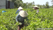 Huyện Gò Công Tây nông dân phấn khởi ra đồng thu hoạch bông lài tạo nguồn thu nhập ổn định