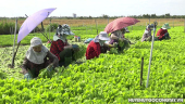 Hợp tác xã Nông nghiệp tổng hợp Hòa Thạnh, xã Bình Tân nỗ lực duy trì cung ứng rau sạch cho thị trường ngay trong thời tiết nắng nóng
