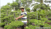 Huyện Gò Công Tây: nghề trồng cây mai nu chiếu thủy mang lại nguồn thu nhập cao cho nông dân xã Thạnh Nhựt