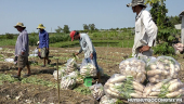 Nông dân huyện Gò Công Tây trúng mùa củ cải trắng mùa nắng nóng