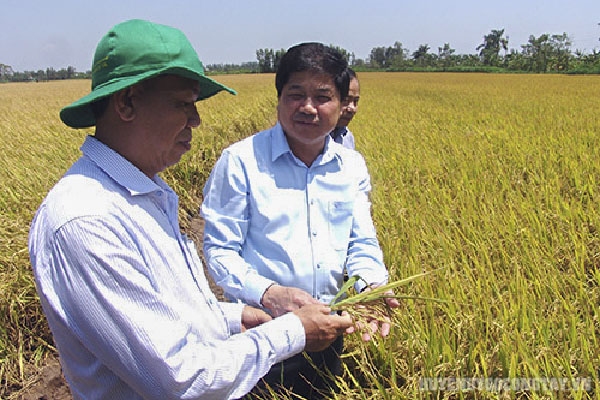 Cánh đồng lớn chuẩn bị thu hoạch