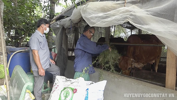 Ông Lê Văn Ân, ấp Bình Lạc, xã Thành Công đang chăm sóc đàn bò sinh sản