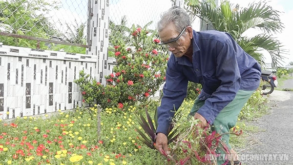 11 5 ông Ân đang chăm soc hoa muoi gio don co rac truoc le duong nhà ông