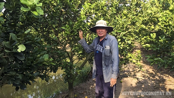 Anh Nguyễn Ngọc Ẩn bên vườn cây ăn trái xanh tốt