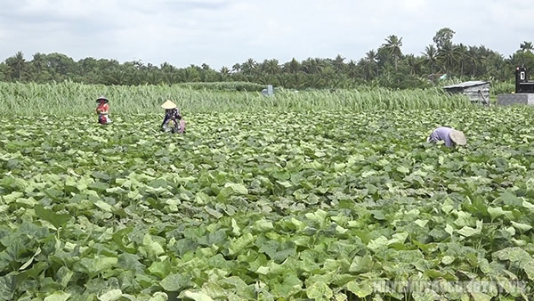 Ruộng bí đỏ của nông dân tại xã Bình Nhì