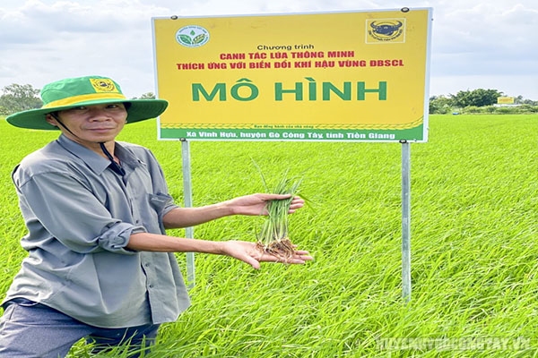 Nông dân tiêu biểu Đặng Tấn Long thực hiện mô hình “Canh tác lúa thông minh thích ứng biến đổi khí hậu” tại xã Vĩnh Hựu