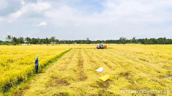 Thu hoạch vụ lúa Hè Thu năm 2022 trên các cánh đồng lớn huyện Gò Công Tây
