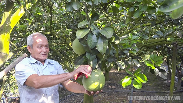 Ông Nguyễn Văn Trọng bên vườn bưởi da xanh tại khu phố 4, thị trấn Vĩnh Bình