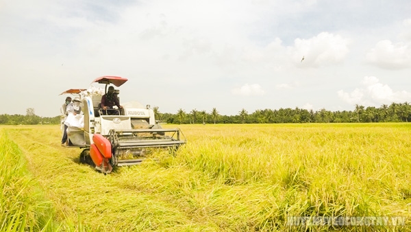 Thu hoạch lúa tại xã Thạnh Trị, huyện Gò Công Tây