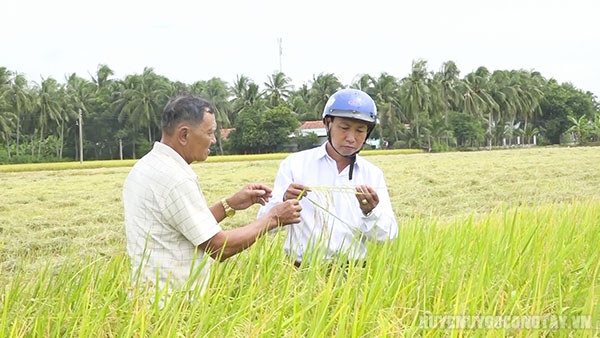 Cán bộ ngành Nông nghiệp xã Thạnh Trị khảo sát trà lúa ST25 của nông dân