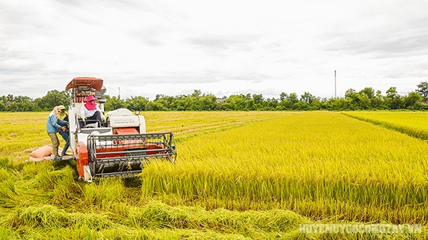 Xã Vĩnh Hựu đẩy nhanh tiến độ thu hoạch lúa vụ Hè Thu năm 2022