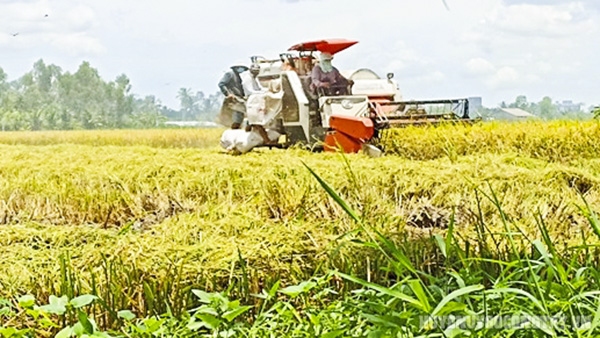 Thu hoạch lúa tại xã Vĩnh Hựu, huyện Gò Công Tây