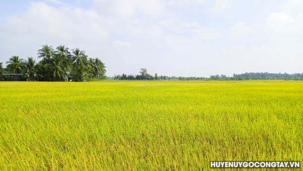 nong dan xa long vinh huyen go cong tay thi dua san xuat gioi (1)