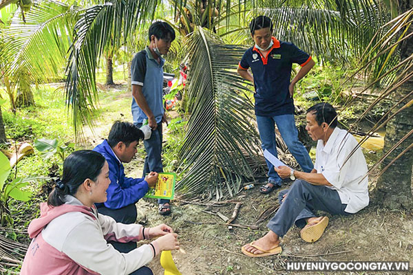 Hướng dẫn biện pháp quản lý sinh vật gây hại tại vườn dừa hộ dân.