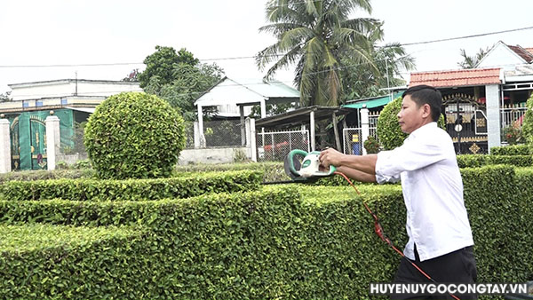 Anh Nguyễn Văn Xuyên đang cắt tỉa hàng rào tạo hình từ mai nu chiếu thủy.