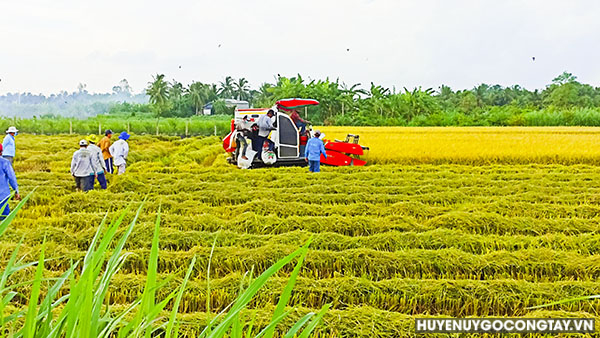 Xã Vĩnh Hựu: Bước vào thu hoạch lúa Hè Thu 2023