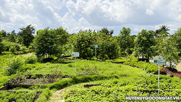 Vườn cây dược liệu tại Công ty TNHH Đông trùng hạ thảo Thiên Ân.