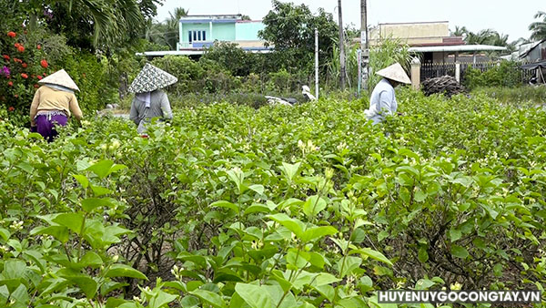 Huyện Gò Công Tây- Mô hình trồng cây hoa lài tại xã Vĩnh Hựu cho thu nhập ổn định
