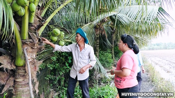 Nông dân sản xuất kinh giỏi Thị trấn Vĩnh Bình với mô hình trồng dừa xiêm