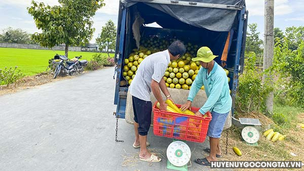 Nông dân xã Bình Phú có thu nhập ổn định từ cây dưa gang vụ giáp Tết