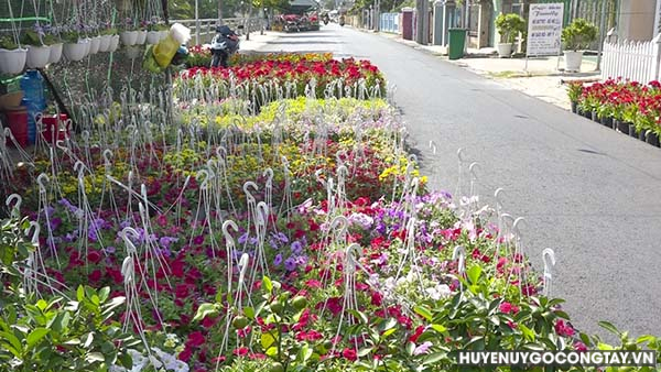 Huyện Gò Công Tây: Thị trường hoa Tết năm 2024 sôi động nhiều loại hoa rực rỡ giá cả vừa phải