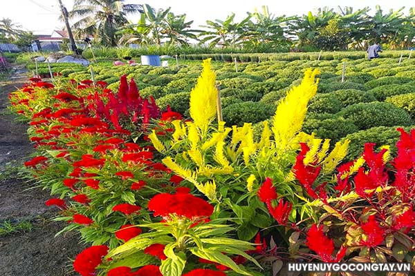 Hội Nông dân xã Bình Phú tích cực trồng hoa bán tết Giáp Thìn năm 2024