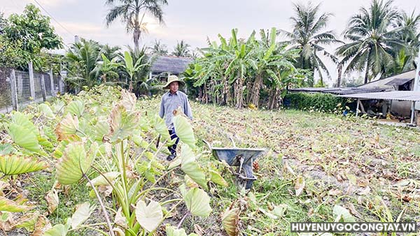 Mô hình trồng cây khoai môn chỉ tím tại ấp Thạnh Phú, xã Thạnh Trị mang hiệu quả kinh tế ổn định