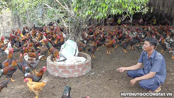 Anh Huỳnh Văn Đạt, ấp Xóm Thủ, xã Bình Tân với mô hình nuôi gà thả vườn.