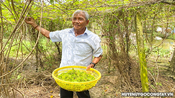 Ông Lê Văn Sum hội viên nông dân ấp Bình Hưng  xã Thành Công bên vườn thiên lý.