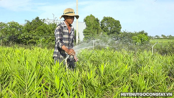 Nông dân Lê Quang Thưởng- ấp Xóm Thủ, xã Bình Tân đang chăm sóc diện tích cây gừng của gia đình được bao tiêu giá cả ổn định thu hoạch sau Tết nguyên đán