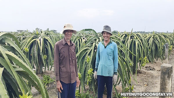 Xã Thành Công: Hội viên Nông dân sản xuất kinh doanh giỏi với mô hình trồng thanh long ruột đỏ