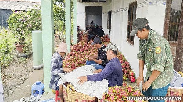 thu hoach thanh long go cong tay (2)