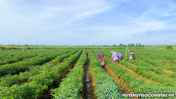 Thu họach ớt đầu vụ Thu Đông 2024 tại khu vực ấp Phú Trung, xã Long Bình huyện Gò Công Tây.