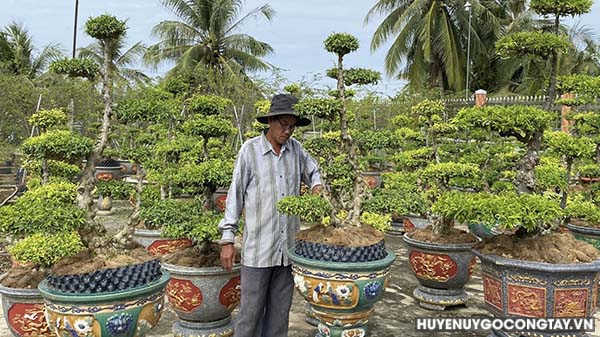 Nghệ nhân Lê Tấn Bĩnh-ấp Tân Thạnh, xã Thạnh Nhựt chăm sóc vườn kiểng cổ đuôi lân.