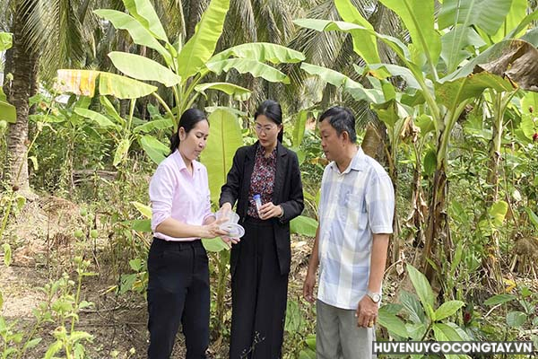 Cán bộ Trung tâm Dịch vụ nông nghiệp huyện đang phóng thích ong ký sinh ngăn chặn dịch hại sâu đầu đen tại vườn dừa xã Thạnh Nhựt.