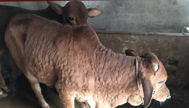 Người chăn nuôi cần nâng cao cảnh giác với bệnh Viêm da nổi cục trên đàn trâu bò